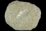 Cretaceous Fossil Fish Vertebrae In Rock - Morocco #111584-1